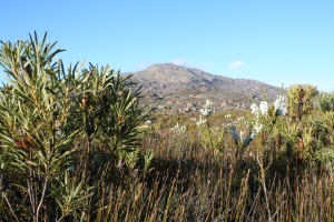 Fig. 5: The three fynbos functional types: Tall proteoid shrub (left), grass-like restioid and fine-leaved ericoid (right).